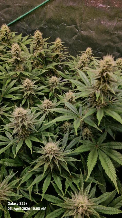 Sticky Broccoli - Eternity Grow Cup 2026. Week 14