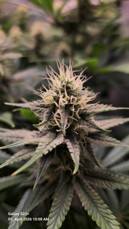 Sticky Broccoli - Eternity Grow Cup 2026. Week 14