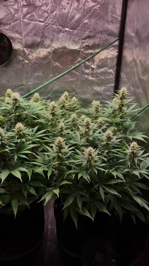 Sticky Broccoli - Eternity Grow Cup 2026