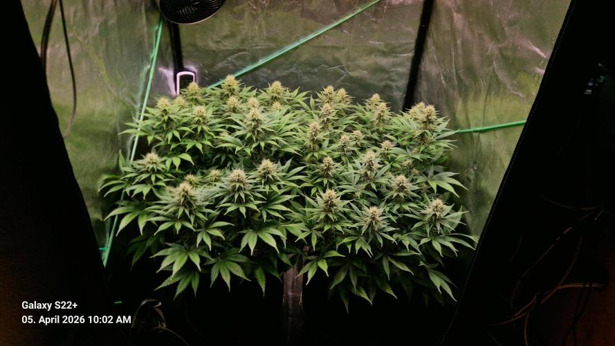 Sticky Broccoli - Eternity Grow Cup 2026. Week 14