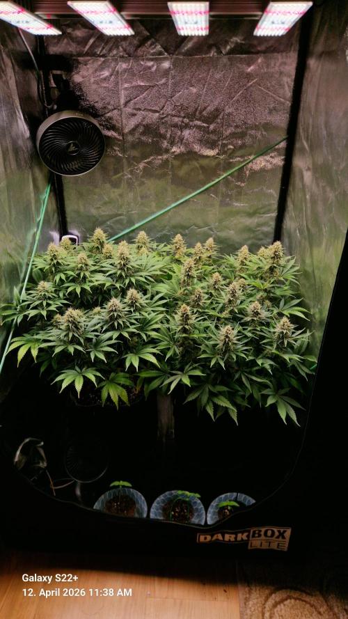 Sticky Broccoli - Eternity Grow Cup 2026. Week 15
