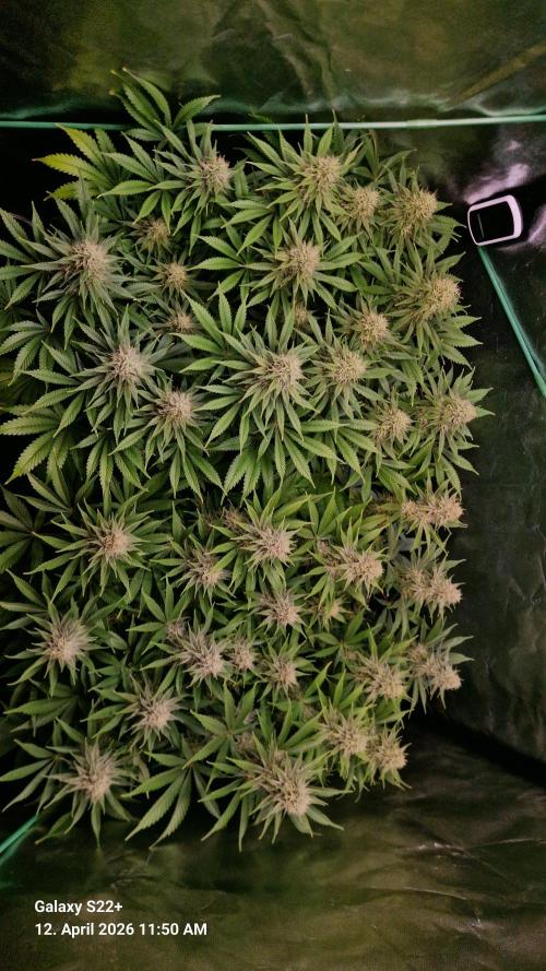 Sticky Broccoli - Eternity Grow Cup 2026. Week 15