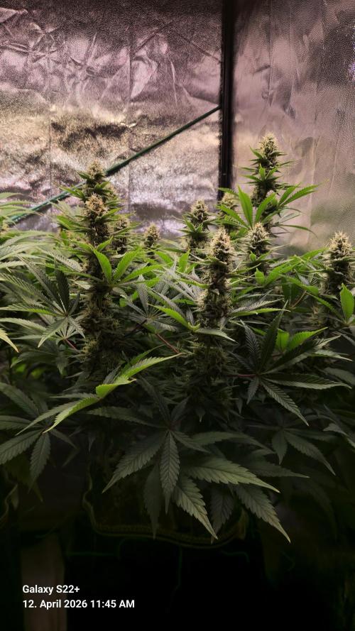 Sticky Broccoli - Eternity Grow Cup 2026. Week 15