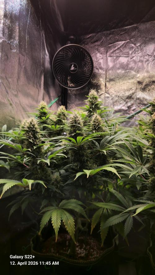 Sticky Broccoli - Eternity Grow Cup 2026. Week 15