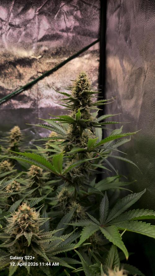 Sticky Broccoli - Eternity Grow Cup 2026. Week 15