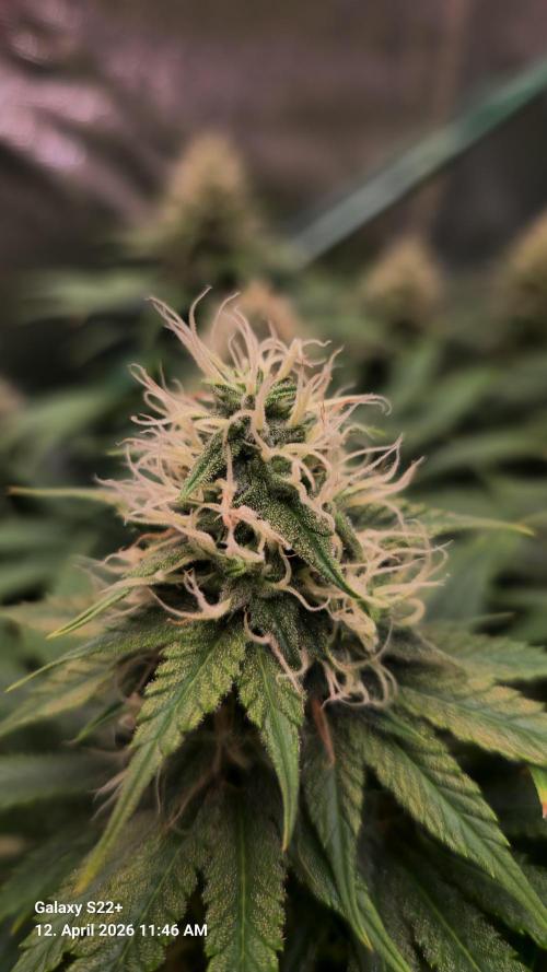 Sticky Broccoli - Eternity Grow Cup 2026. Week 15