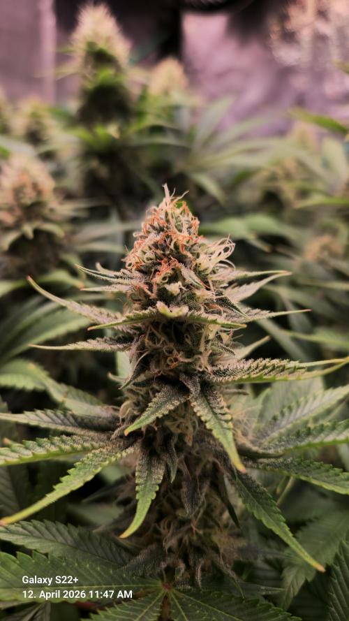 Sticky Broccoli - Eternity Grow Cup 2026. Week 15