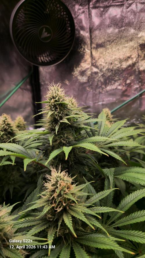 Sticky Broccoli - Eternity Grow Cup 2026. Week 15