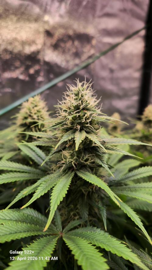 Sticky Broccoli - Eternity Grow Cup 2026. Week 15