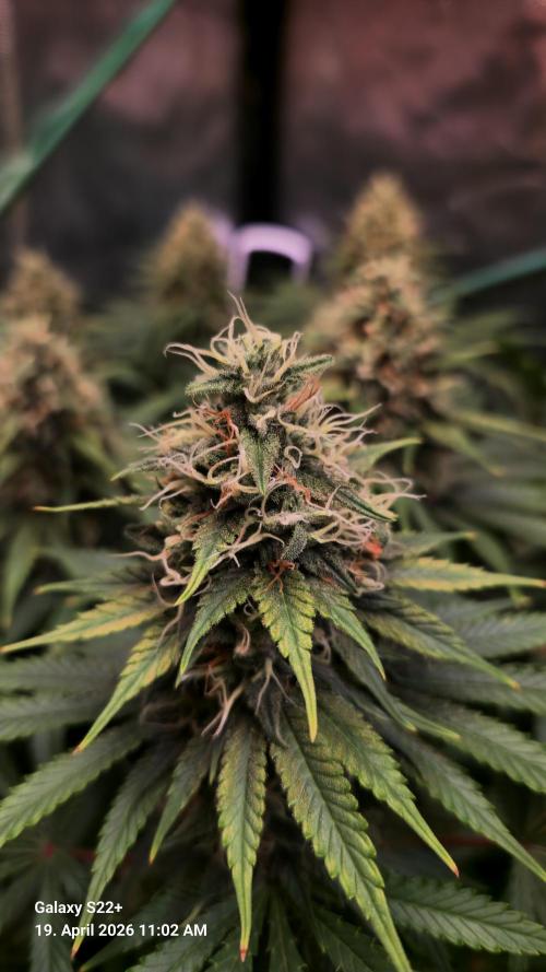 Sticky Broccoli - Eternity Grow Cup 2026. Week 16