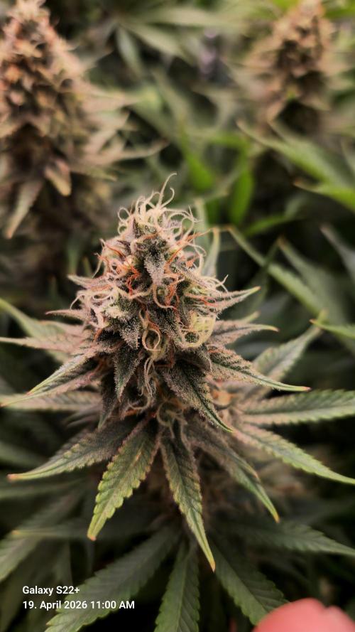 Sticky Broccoli - Eternity Grow Cup 2026. Week 16