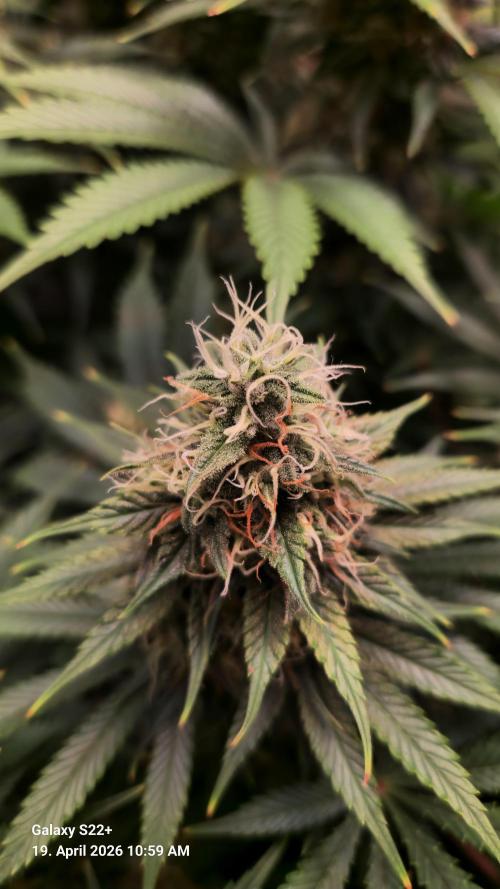 Sticky Broccoli - Eternity Grow Cup 2026. Week 16