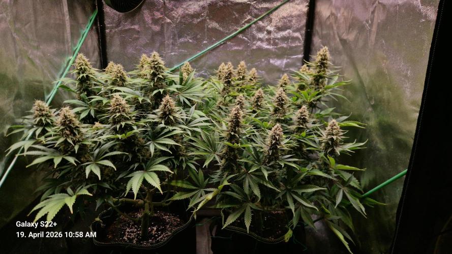 Sticky Broccoli - Eternity Grow Cup 2026. Week 16