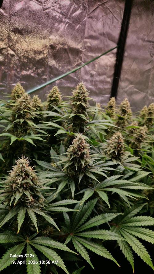 Sticky Broccoli - Eternity Grow Cup 2026. Week 16
