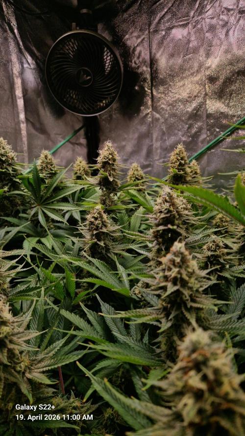 Sticky Broccoli - Eternity Grow Cup 2026. Week 16