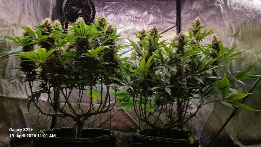 Sticky Broccoli - Eternity Grow Cup 2026. Week 16