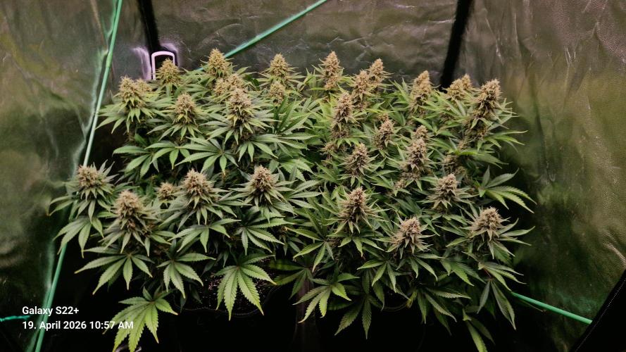 Sticky Broccoli - Eternity Grow Cup 2026. Week 16