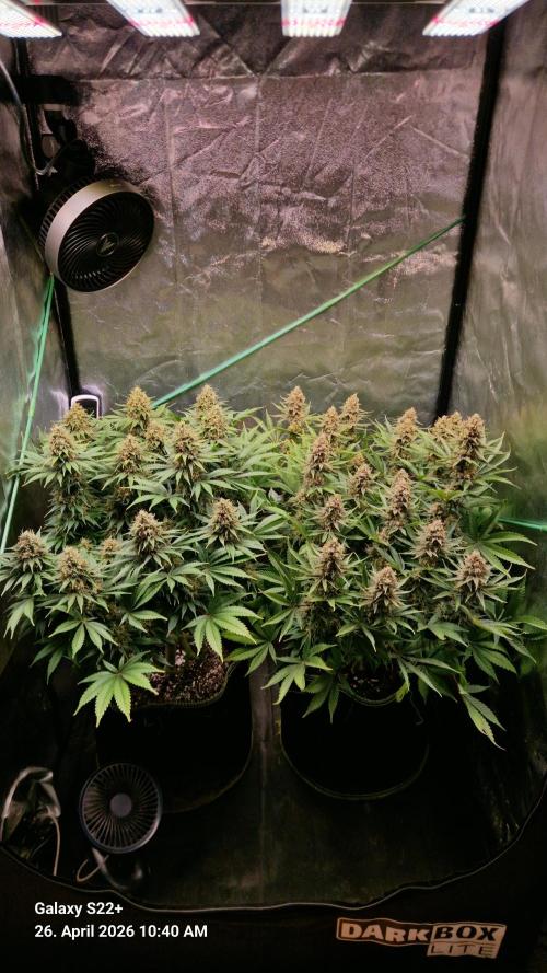 Sticky Broccoli - Eternity Grow Cup 2026. Week 17