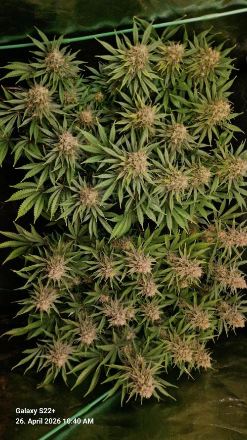 Sticky Broccoli - Eternity Grow Cup 2026. Week 17