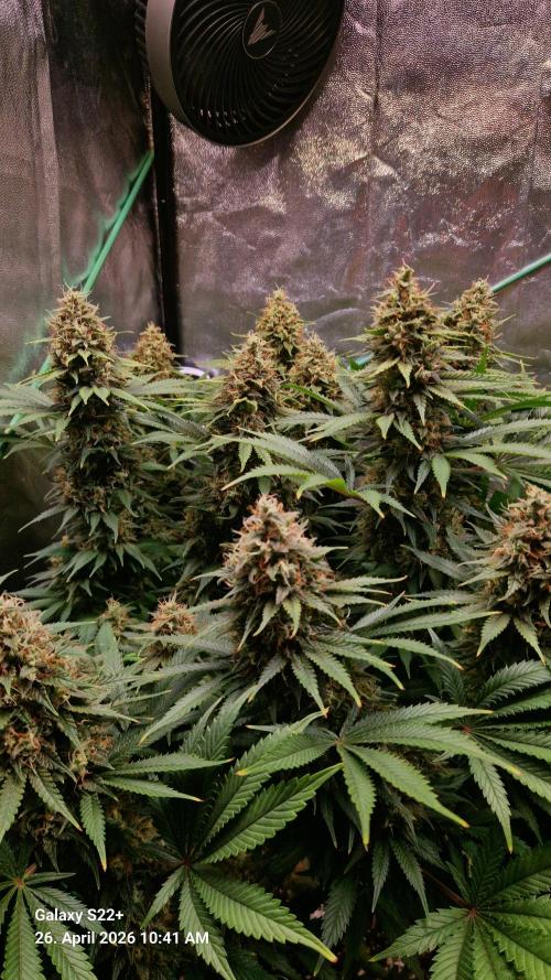 Sticky Broccoli - Eternity Grow Cup 2026. Week 17