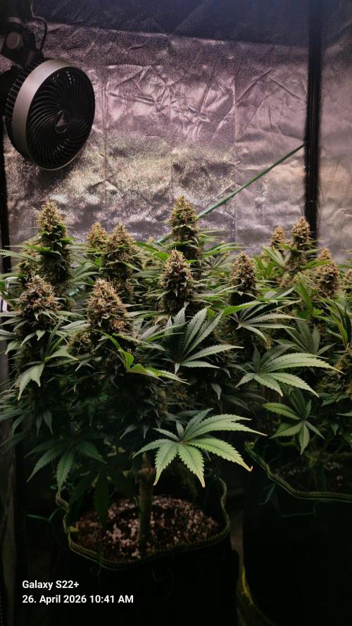 Sticky Broccoli - Eternity Grow Cup 2026. Week 17