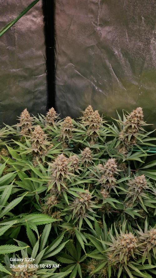 Sticky Broccoli - Eternity Grow Cup 2026. Week 17