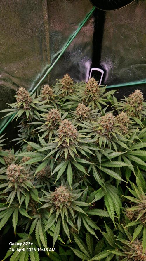 Sticky Broccoli - Eternity Grow Cup 2026. Week 17
