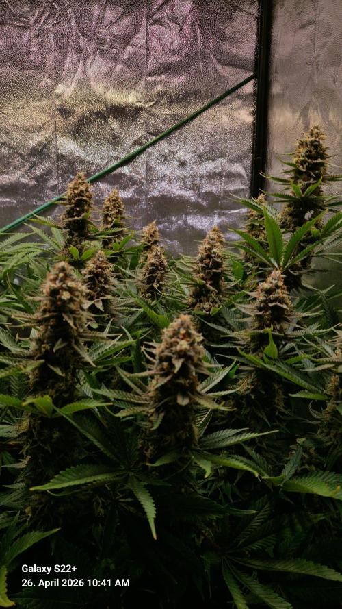 Sticky Broccoli - Eternity Grow Cup 2026. Week 17