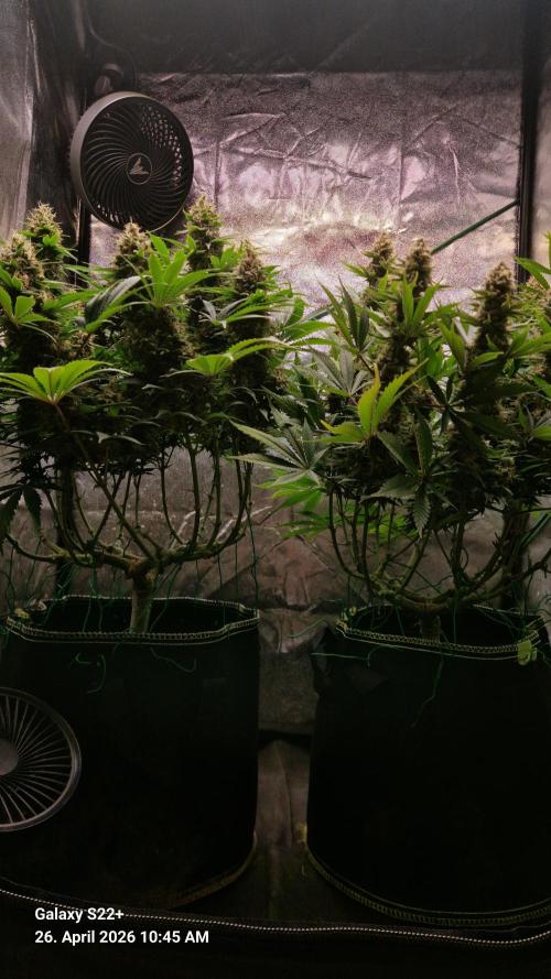 Sticky Broccoli - Eternity Grow Cup 2026. Week 17