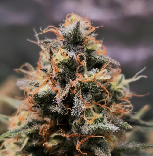 Sticky Broccoli - Eternity Grow Cup 2026. Week 17