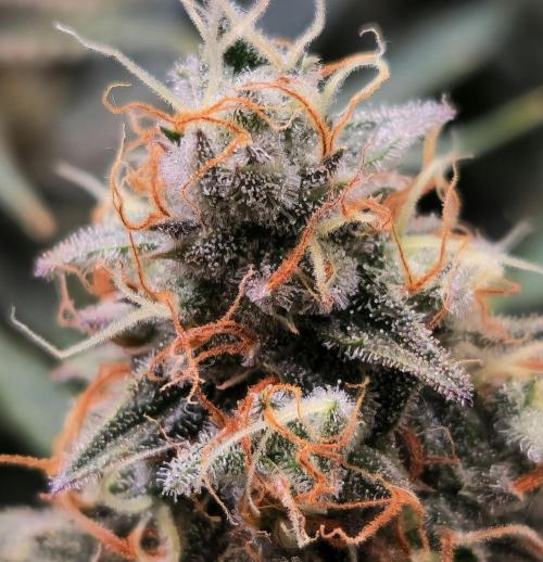 Sticky Broccoli - Eternity Grow Cup 2026. Week 17