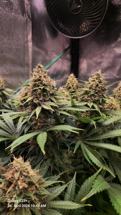 Sticky Broccoli - Eternity Grow Cup 2026. Week 17