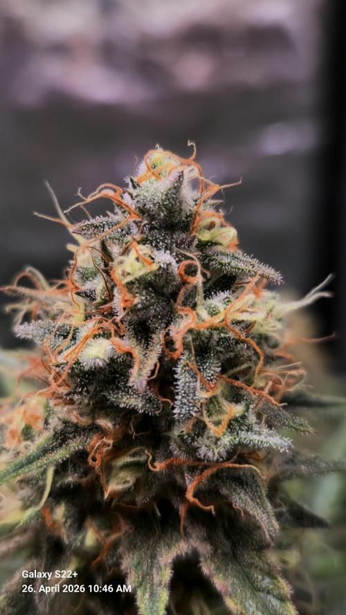 Sticky Broccoli - Eternity Grow Cup 2026. Week 17