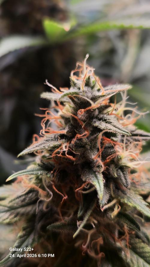 Sticky Broccoli - Eternity Grow Cup 2026. Week 17
