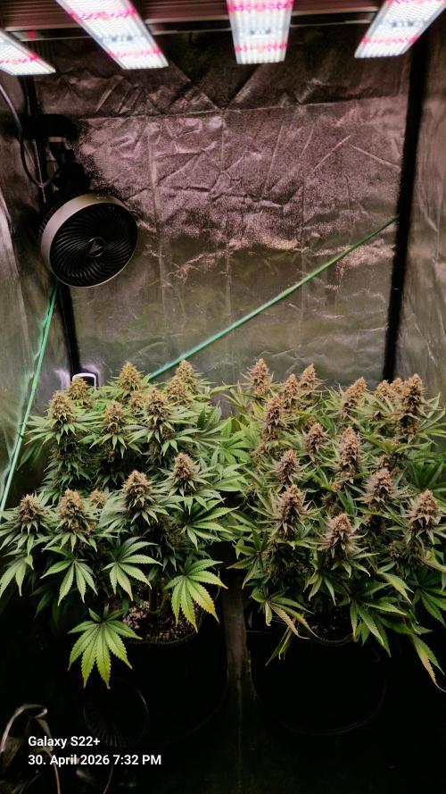 Sticky Broccoli - Eternity Grow Cup 2026. Week 18