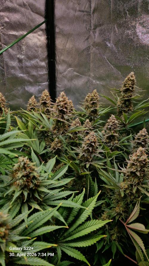 Sticky Broccoli - Eternity Grow Cup 2026. Week 18