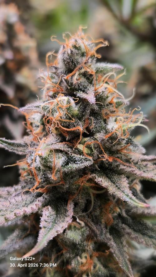 Sticky Broccoli - Eternity Grow Cup 2026. Week 18