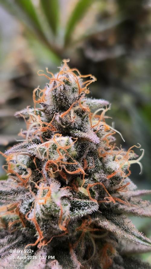 Sticky Broccoli - Eternity Grow Cup 2026. Week 18