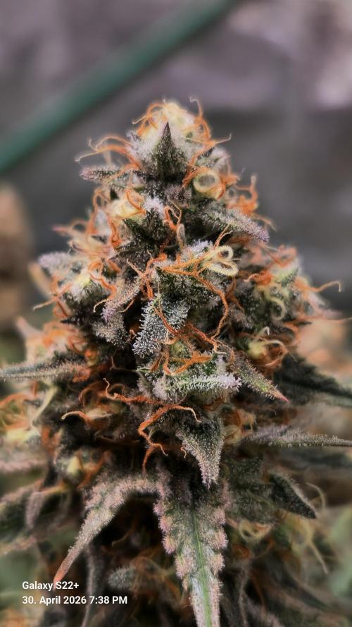 Sticky Broccoli - Eternity Grow Cup 2026. Week 18