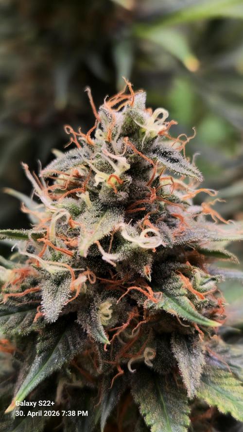 Sticky Broccoli - Eternity Grow Cup 2026. Week 18