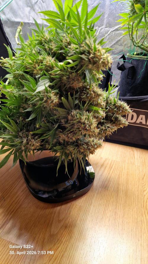 Sticky Broccoli - Eternity Grow Cup 2026. Week 18