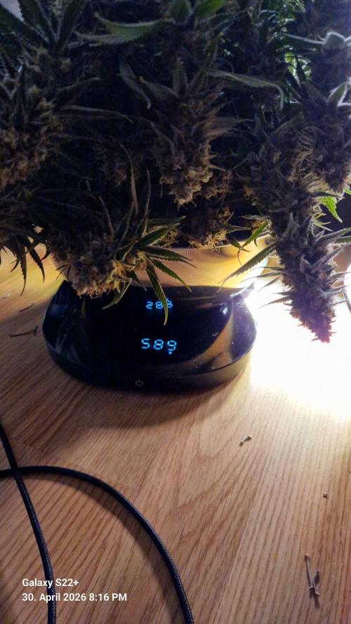 Sticky Broccoli - Eternity Grow Cup 2026. Week 18