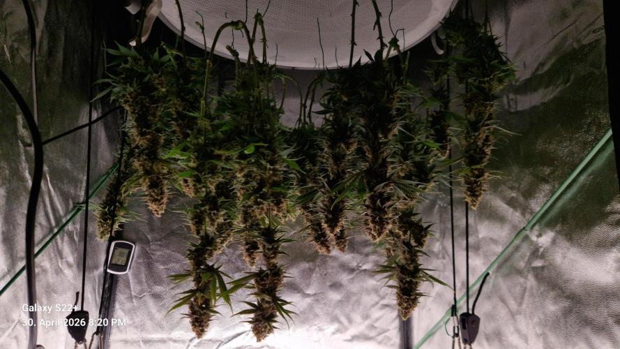 Sticky Broccoli - Eternity Grow Cup 2026. Week 18