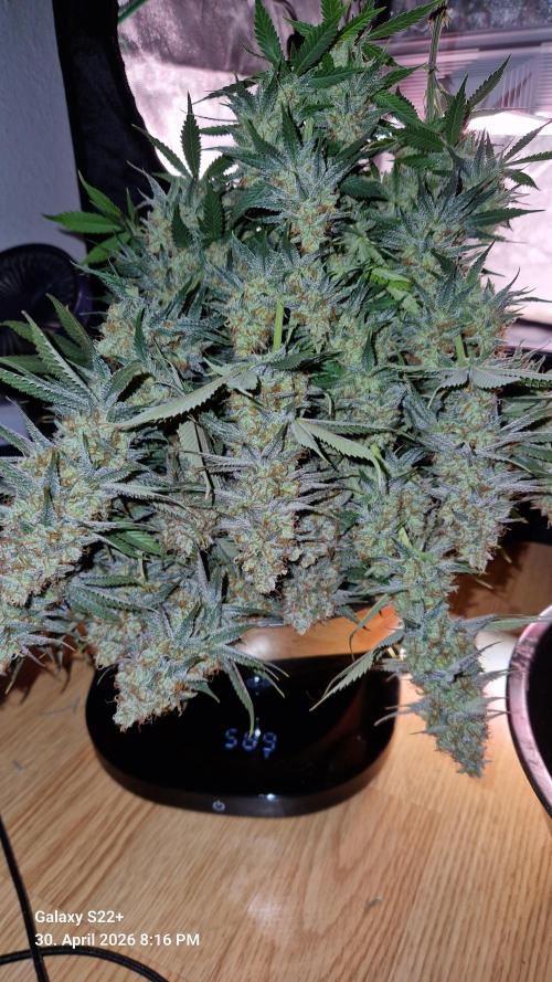 Sticky Broccoli - Eternity Grow Cup 2026. Week 18