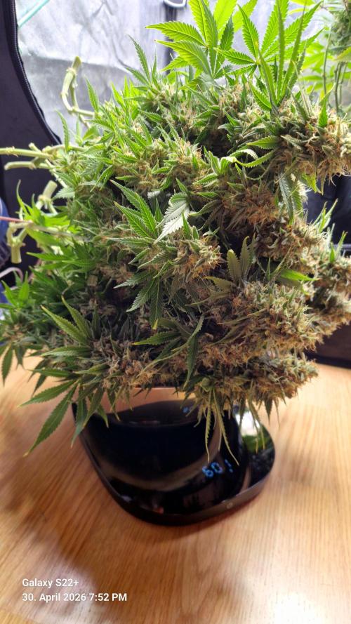 Sticky Broccoli - Eternity Grow Cup 2026. Week 18
