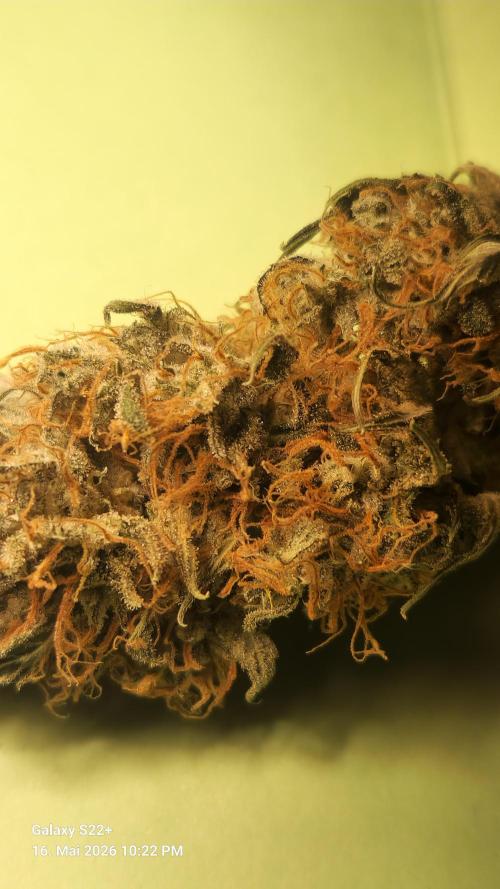 Sticky Broccoli - Eternity Grow Cup 2026. Week 18