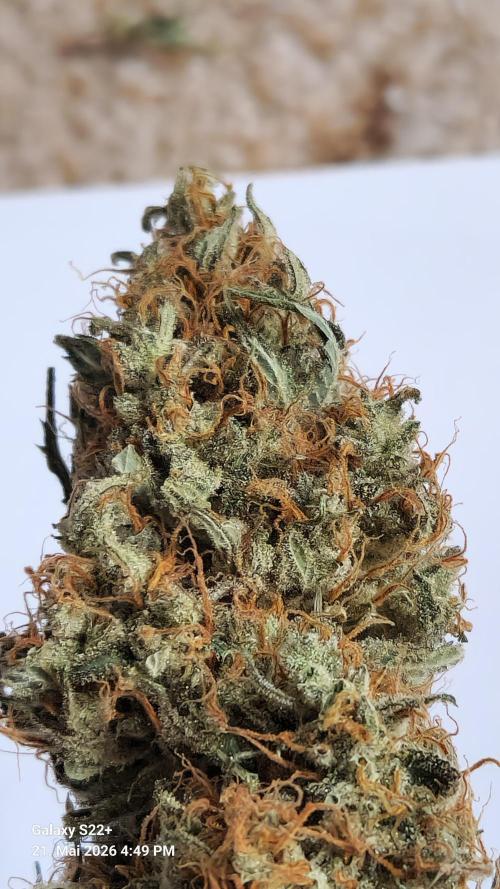 Sticky Broccoli - Eternity Grow Cup 2026. Week 18
