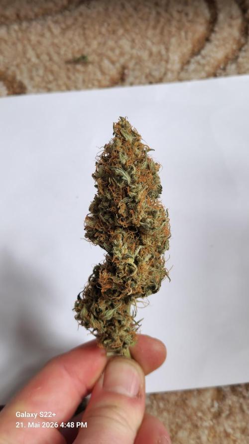 Sticky Broccoli - Eternity Grow Cup 2026. Week 18