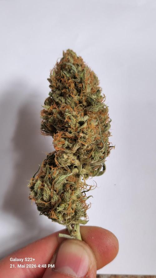 Sticky Broccoli - Eternity Grow Cup 2026. Week 18