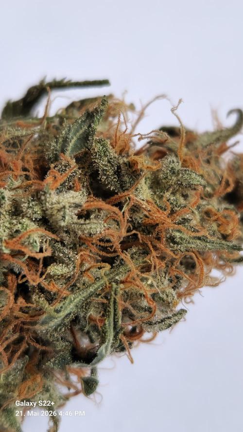 Sticky Broccoli - Eternity Grow Cup 2026. Week 18